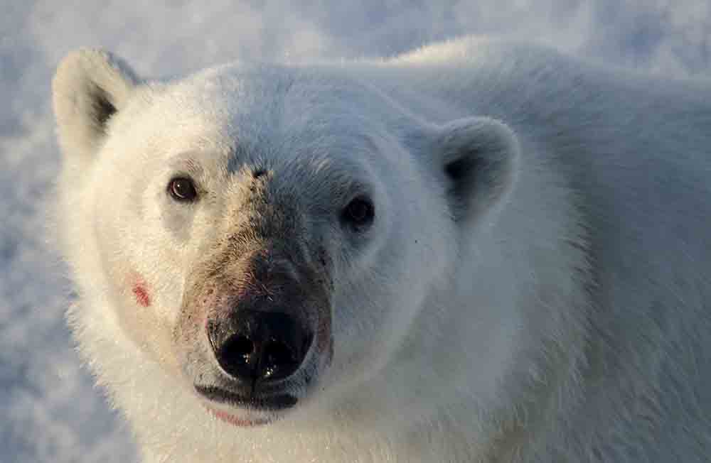 Oso Polar - islas Svalbard - Noruega 40.jpg